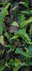 fern in the forest
