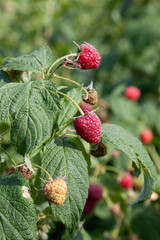 Ripe and unripe raspberry in the fruit garden. Growing natural bush of raspberry. Branch of raspberry in sunlight..