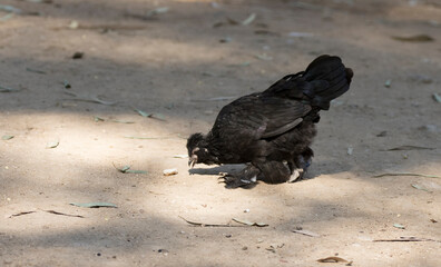 A dwarf chicken during feeding