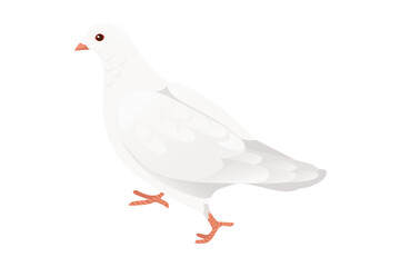 White pigeon dove bird symbol of peace vector illustration cartoon animal design isolated on white background