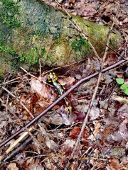 autumn leaves in the forest