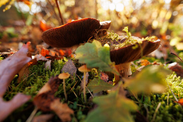 A close-up view of the mushroom in the forest, focus on the mushroom from the back