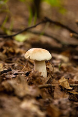 Single Boletus mushroom in the wild. Porcini mushroom grows on the forest floor at autumn season..