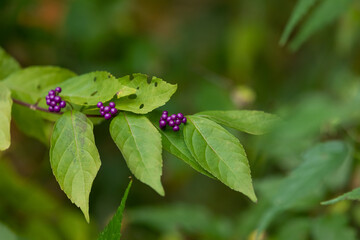 Plant of purple berries in the botanical garden.
