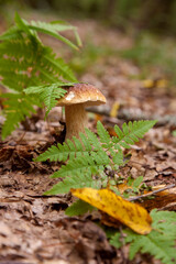 Boletus mushroom in the wild. Porcini mushroom grows on the forest floor at autumn season..