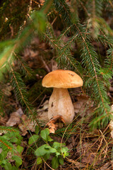 Porcini mushroom growing in pine tree forest at autumn season..