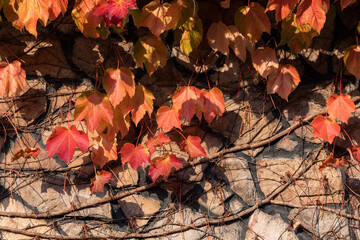 Autumn red ivy. Late afternoon sunlight.
