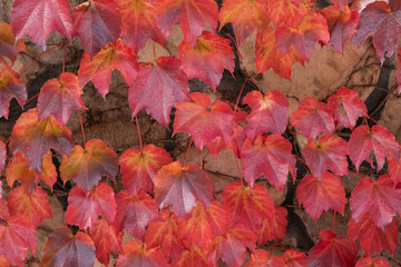 Naklejka na ściany i meble Autumn red ivy on the wall.