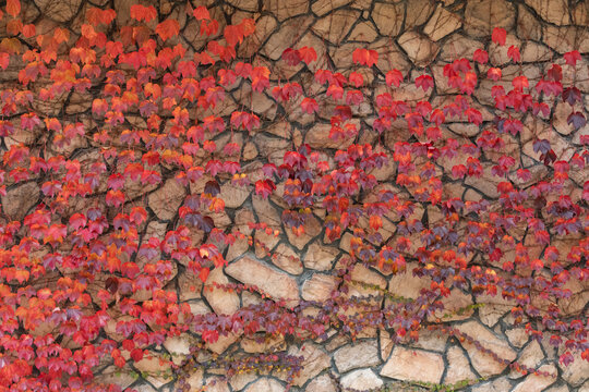 Autumn red ivy on the wall.