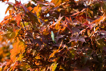 Green praying mantis among maple leaves.
