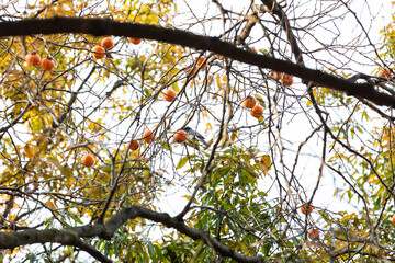 A persimmon tree found in the park. 
