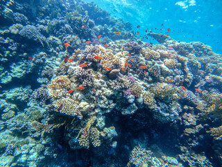 Fototapeta na wymiar Underwater life of reef with corals, shoal of Lyretail anthias (Pseudanthias squamipinnis) and other kinds of tropical fish. Coral Reef at the Red Sea, Egypt.