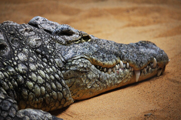 alligator in the everglades