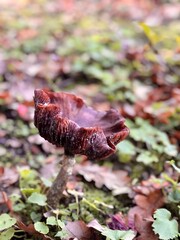 exotic mushroom in autumn leaves in the forest