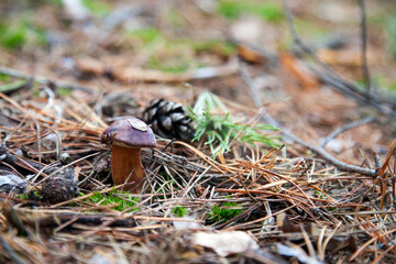 Imleria badia or Boletus badius commonly known as the bay bolete growing in pine tree forest..