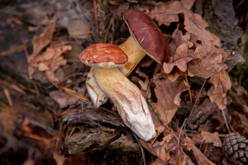 Pile of wild edible bay bolete known as imleria badia or boletus badius mushroom on old hemp in pine tree forest..