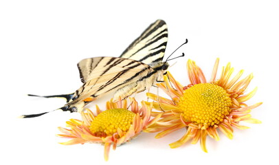 Scarce swallowtail on yellow flowers (Iphiclides podalirius) isolated on white 