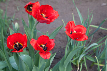 Obraz premium Red tulips under sunlight in the park at the middle of spring..