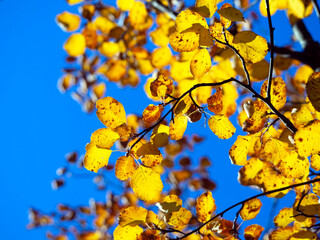A twig with yellow leaves against a background of distant branches and a blue sky. Autumn bright natural background.