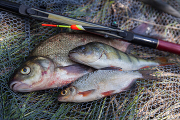 Assort kinds of fish -  freshwater common bream, common perch or European perch, white bream or silver bream with float rod on black fishing net..
