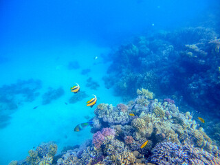 Naklejka na ściany i meble Red Sea bannerfish (Heniochus intermedius) at coral reef..