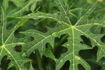 water bubbles on green papaya leaves texture