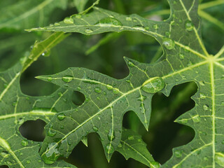 water bubbles on green papaya leaves texture