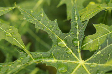 water bubbles on green papaya leaves texture