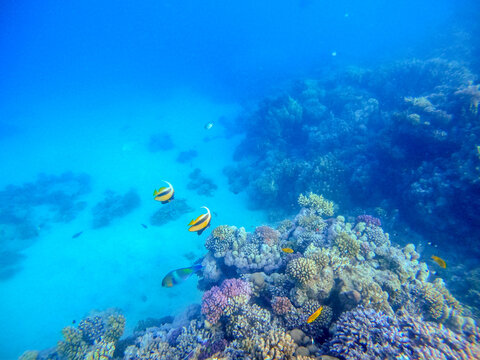 Red Sea bannerfish (Heniochus intermedius) at coral reef..