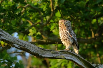 Closeup shot of an owl sitting on a branch