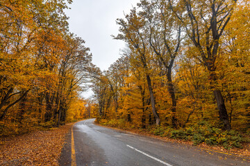Obraz premium Asphalt road in yellow autumn forest