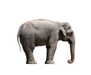 Fototapeta na wymiar female elephant standing on white background