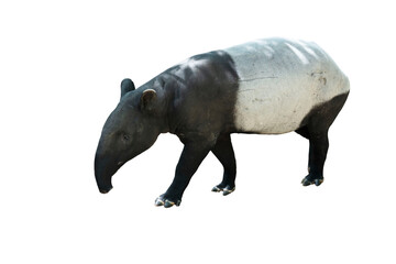  Side view of a Malayan tapir, Tapirus indicus on white background
