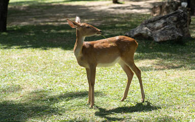 Close up of Burmese Brow Antlered Deer