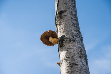 白いブナの木と青空と茸