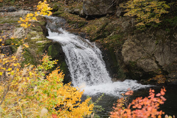 黄色い紅葉と滝