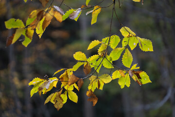 寒空に透ける秋の葉