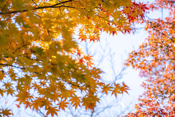 秋の黄色と赤に染まる紅葉のもみじ