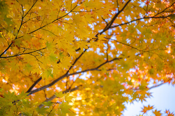 秋の黄色い紅葉（もみじ）