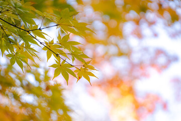 秋の光に透ける黄色い紅葉の椛（もみじ）