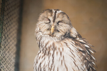 眩しそうに日光浴するフクロウ