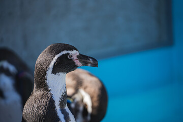 ペンギンの横顔