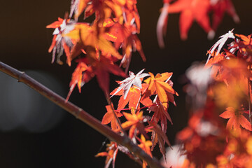 光に透ける秋の紅葉もみじ