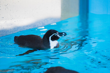 泳ぐペンギン