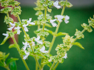 Close up photo of a young pretty white basil flowers