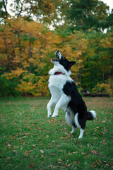 border collie dog jumping up with open mouth