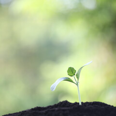 Small young green plants growing