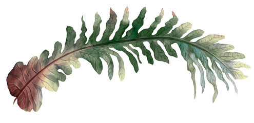 Tropical fern isolated on white background, watercolor hand painted illustration - obrazy, fototapety, plakaty