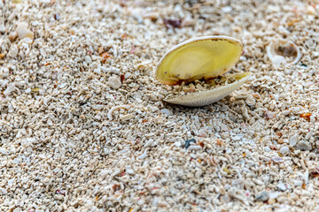 shells on the beach