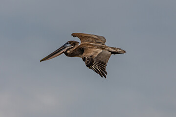 close up of a bird